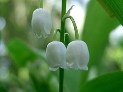 Muguet.jpg