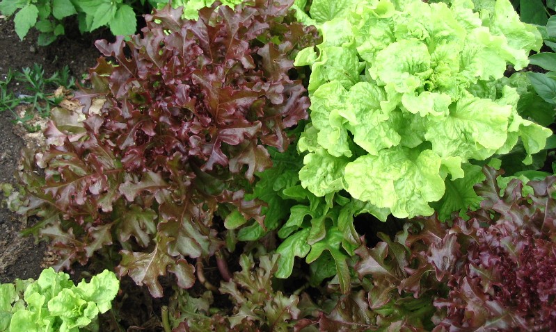 Voici la laitue "MESCLUN" qui est un délice pour les yeux.  Le MESCLUN veut dire : mélange de différentes semences... remarquez bien les différentes feuilles, on y trouve de la feuille de chêne en autres.