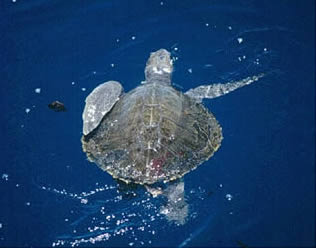 Olive Ridley Turtle