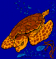 Loggerhead turtle